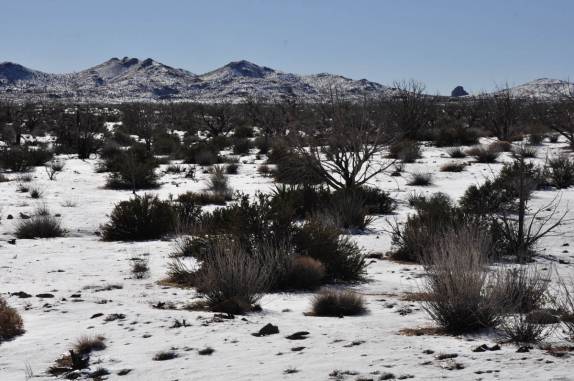 Vegetação que aguenta os rigores do frio e do deserto em Mojave, na Califórnia, nos Estados Unidos